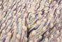 Indian Sienna 5'2" x 8'0" Braided Weave Wool Ivory Rug