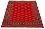 Bordered  Tribal  Area rug 4x6 Pakistani Hand-knotted 328429